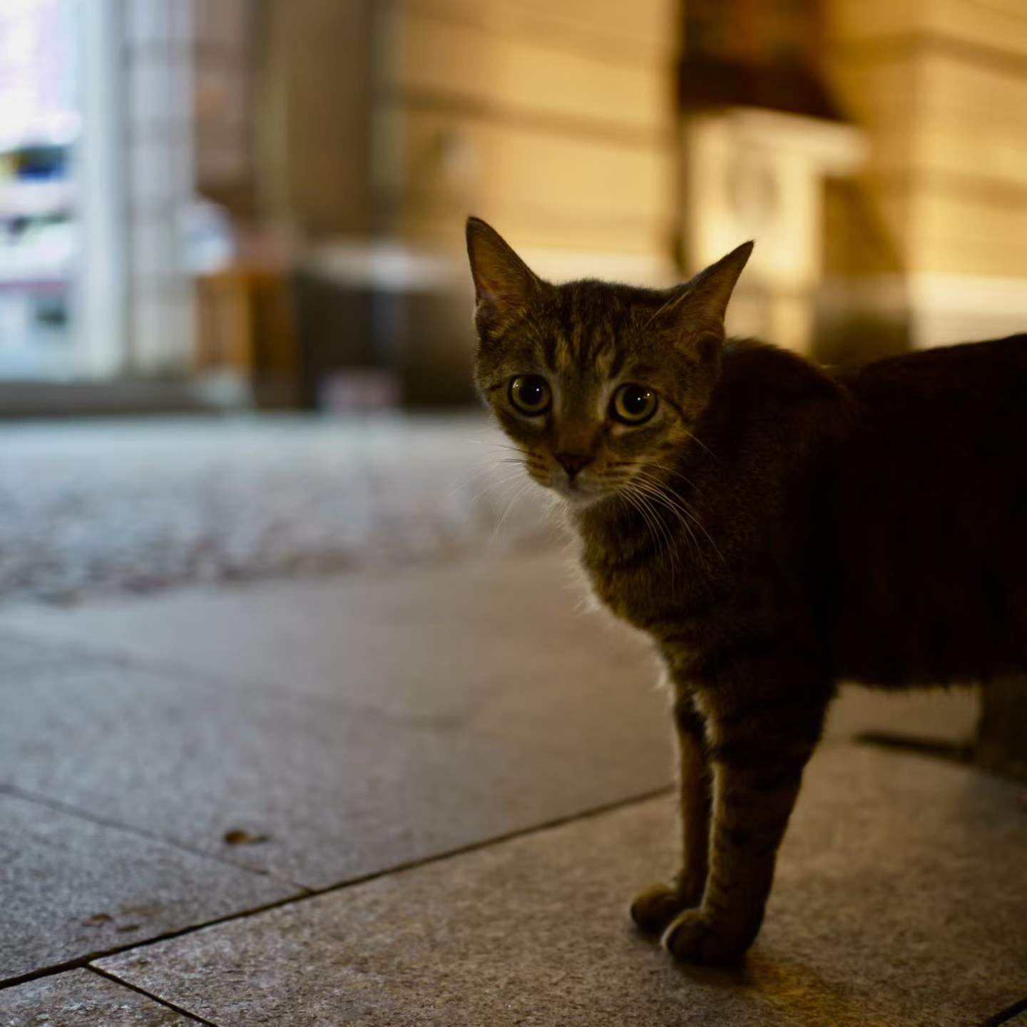街头猫咪摄影