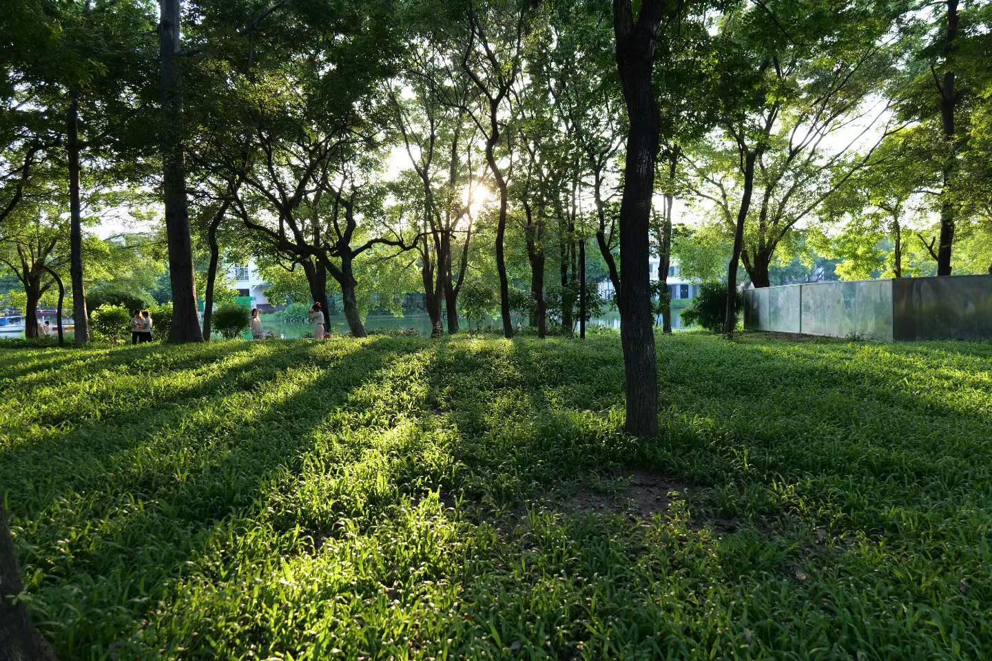 夕阳穿过夏日树林