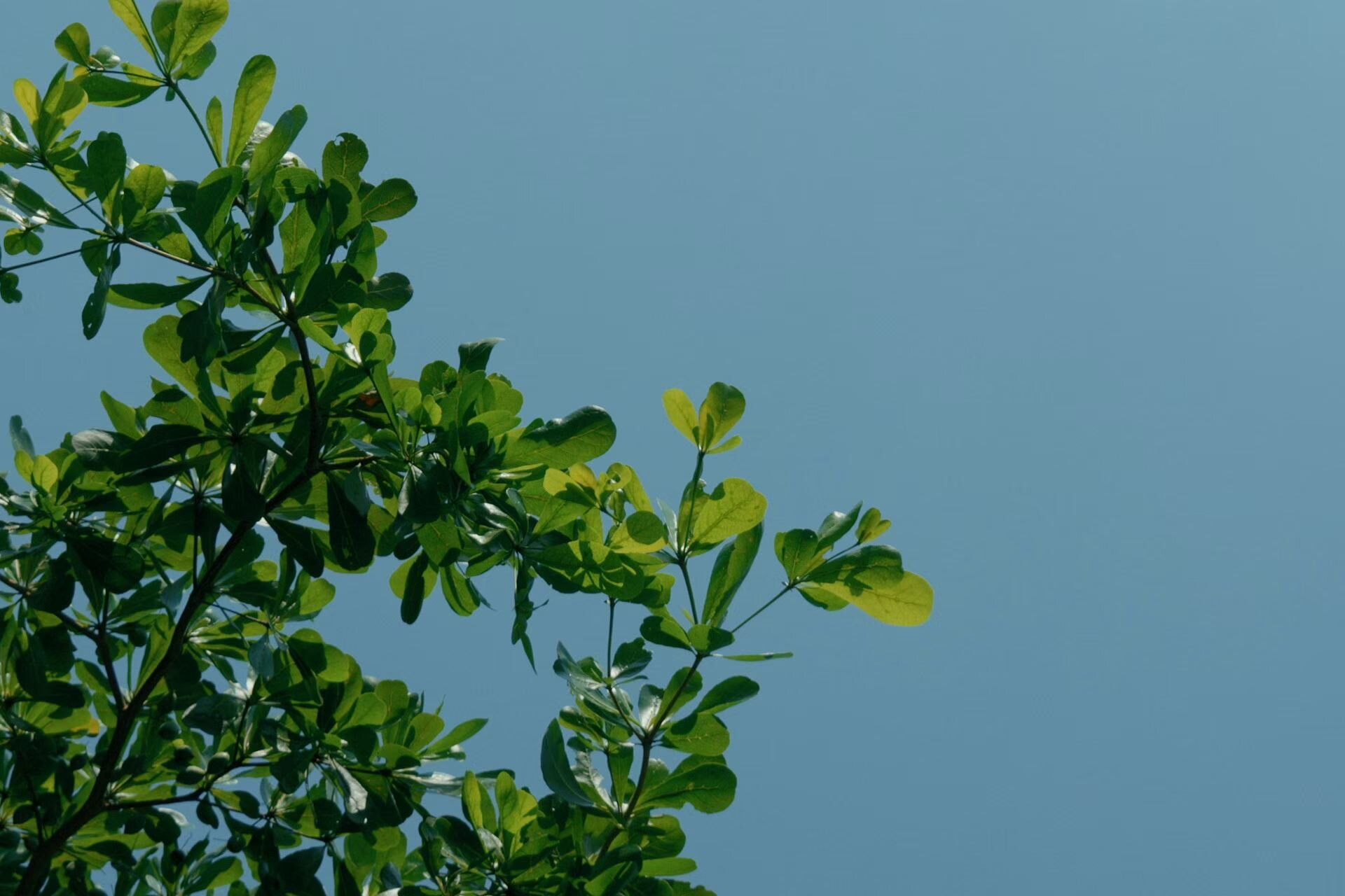 蓝天下舒展的夏日绿叶